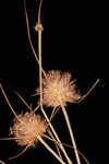 Ware's hairsedge